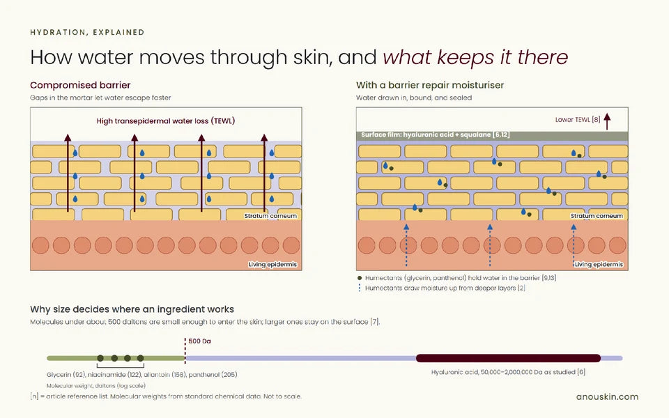 Diagram comparing water loss through a compromised barrier with moisture held by a repair moisturiser, plus an ingredient molecular-size scale.