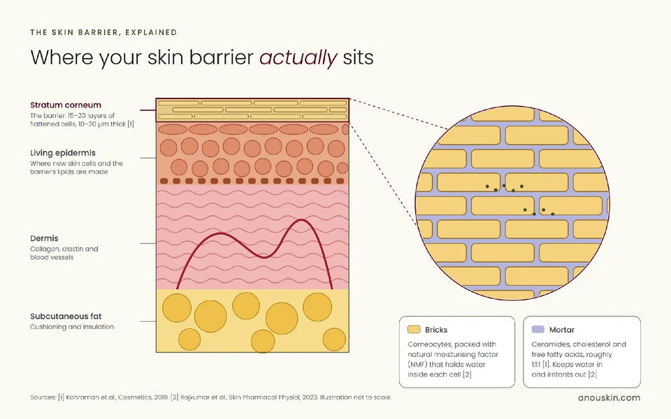 Skin-layer diagram locating the stratum corneum and showing corneocytes surrounded by ceramides, cholesterol and fatty acids.